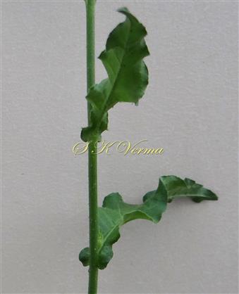 Middle cauline leaves